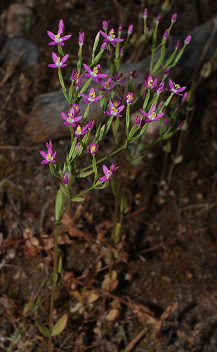 Schenkia spicata